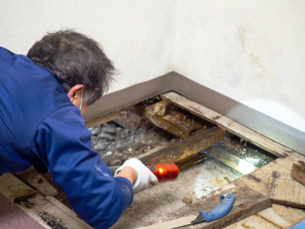 Best Professional Mold Removal  in Mayer, AZ