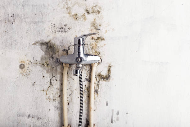 Best Mold Remediation Services  in Mayer, AZ