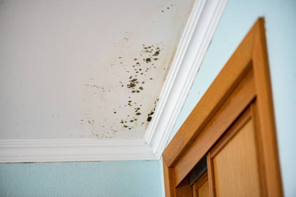 Best Commercial Mold Removal  in Mayer, AZ