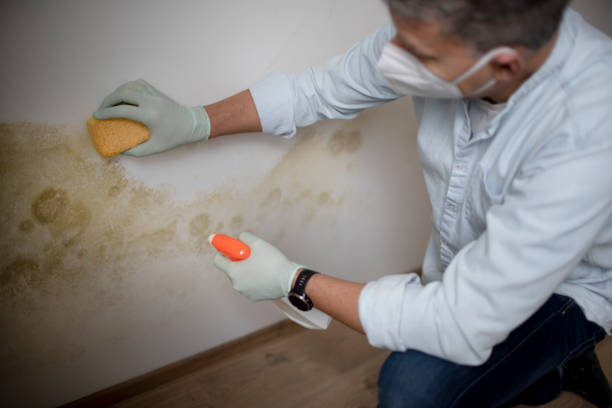 Best Commercial Mold Removal  in Mayer, AZ