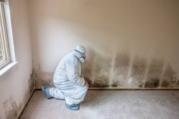 Best Black Mold Removal  in Mayer, AZ