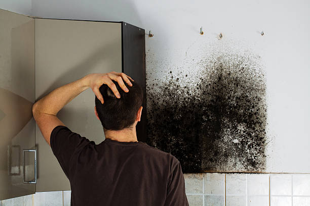 Mold Testing and Removal in Mayer, AZ