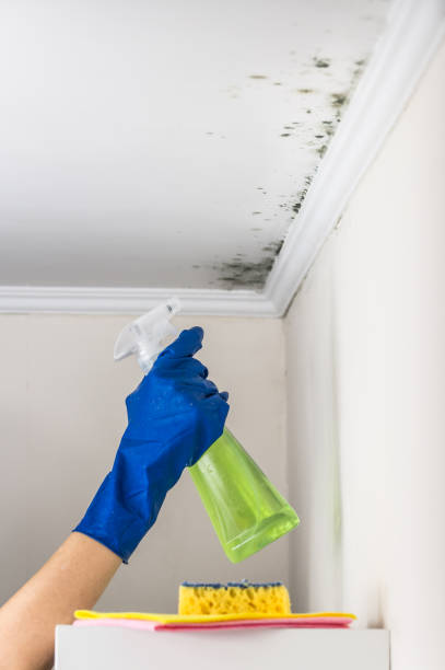 Best Attic Mold Removal  in Mayer, AZ